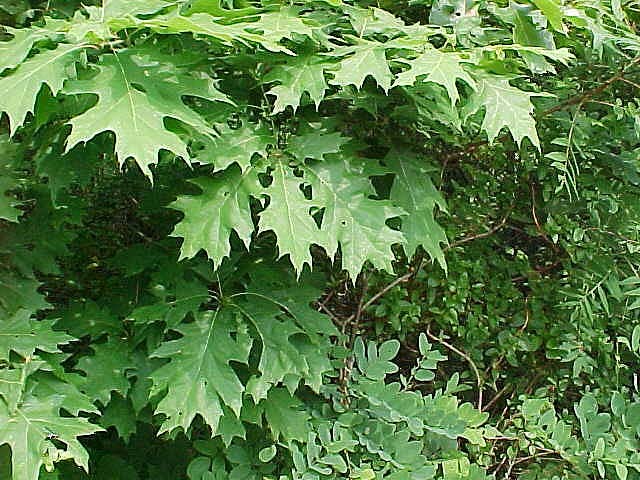 美国红橡树-景观植物案例-筑龙园林景观论坛