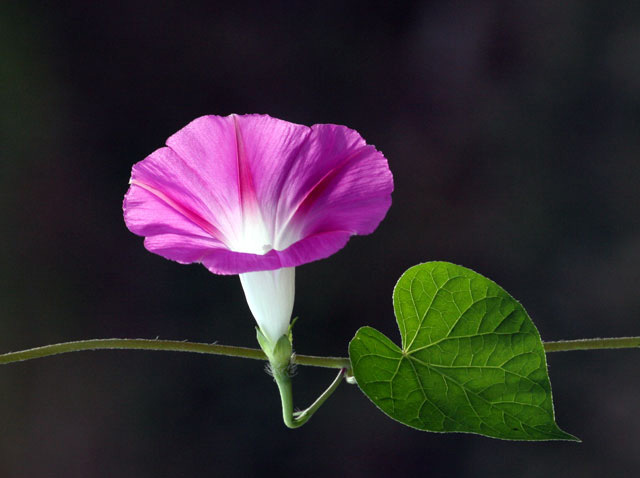 牵牛花