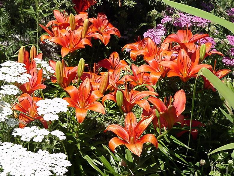 亚洲百合-景观植物案例-筑龙园林景观论坛