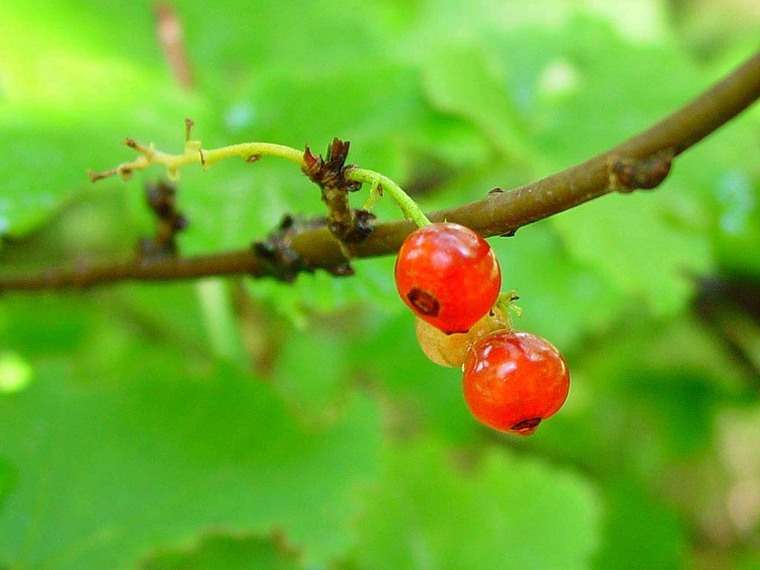 [分享]香茶藨子資料下載