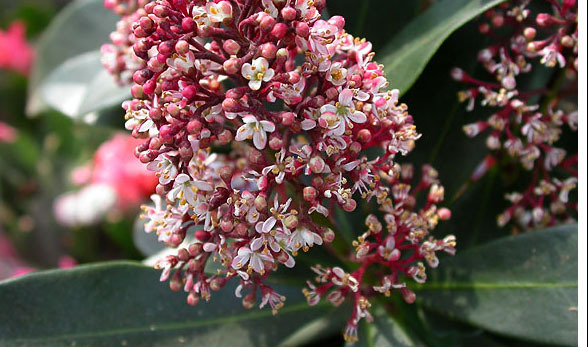 茵芋