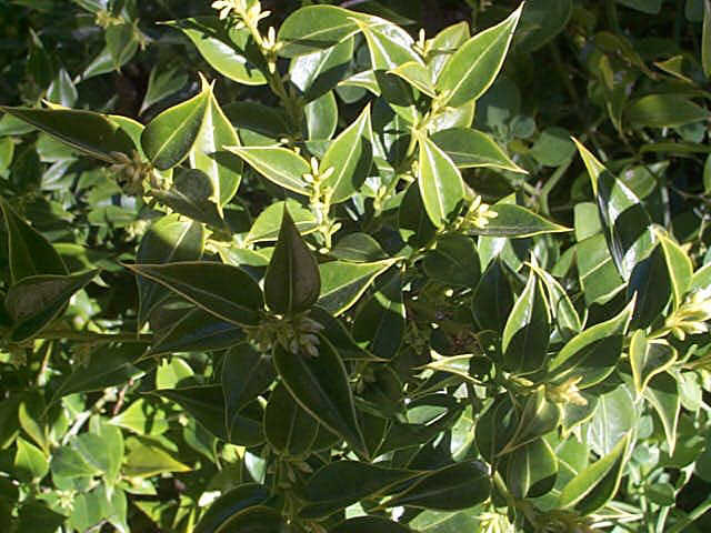 野扇花