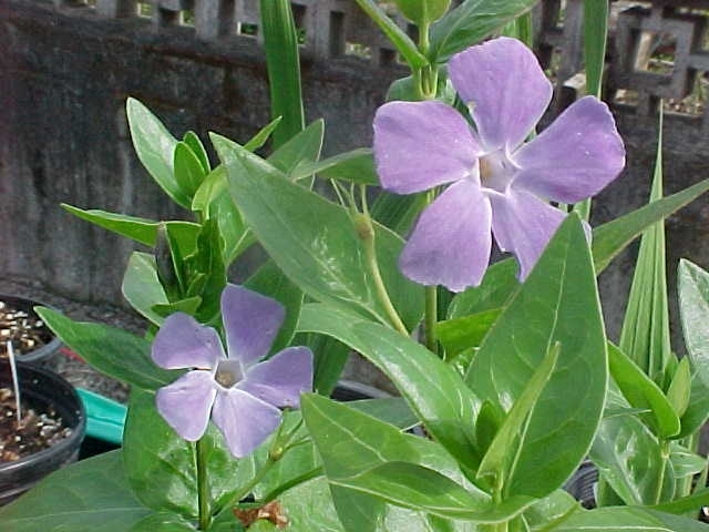 小蔓长春花