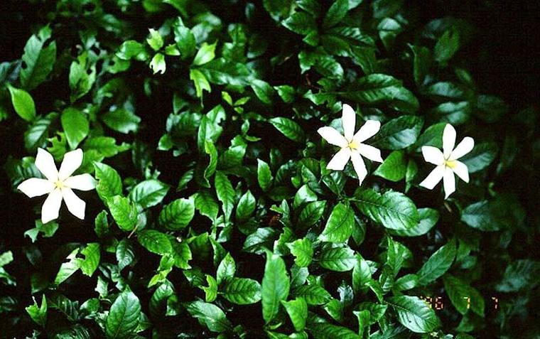 栀子花