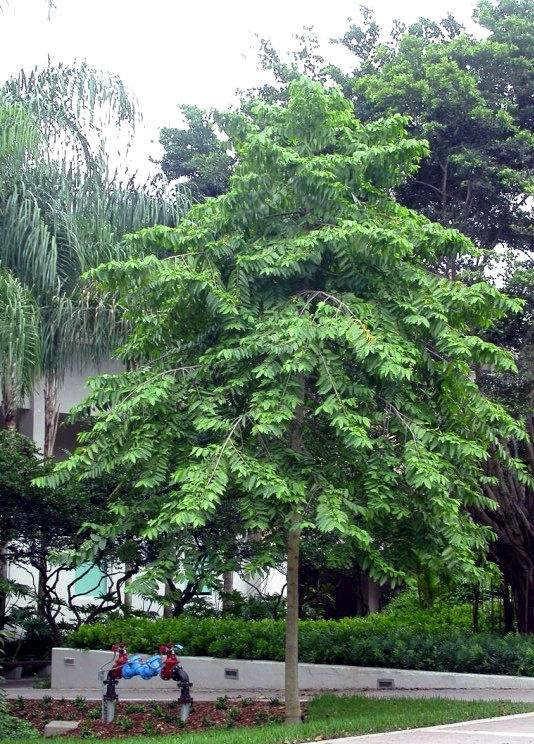 依兰香-景观植物案例-筑龙园林景观论坛