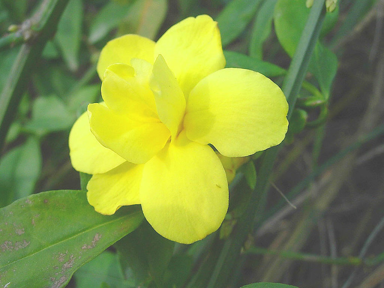 迎春花