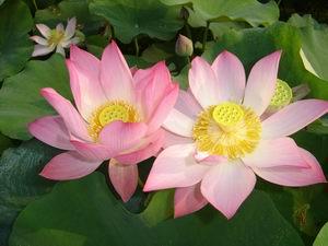 迎宾芙蓉