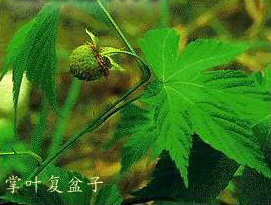 掌叶覆盆子