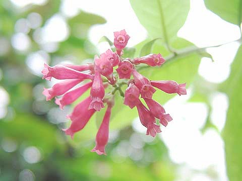紫夜香花