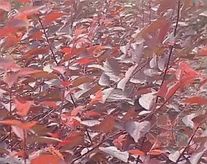 紫叶矮樱