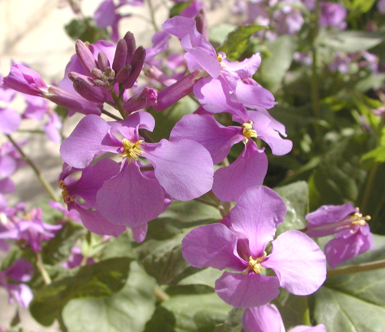 诸葛菜