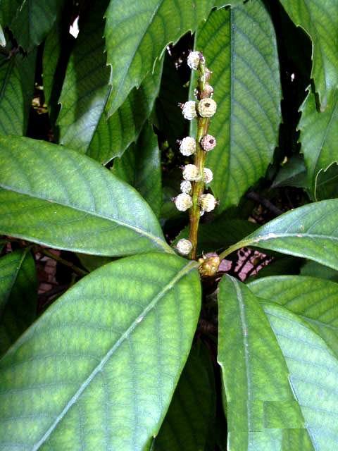 苦槠