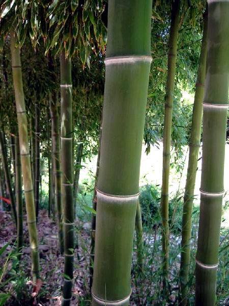红竹