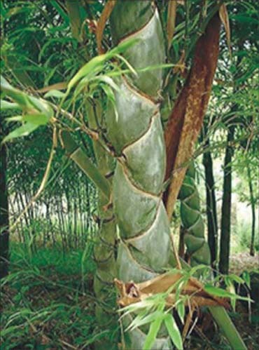 龟甲竹-景观植物案例-筑龙园林景观论坛