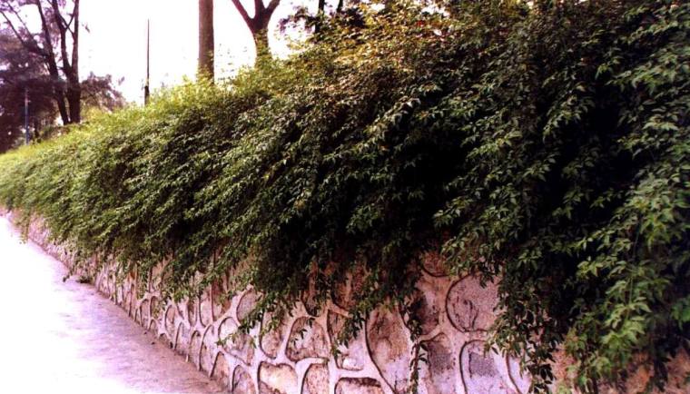 法式园林常用植物资料下载-挡土墙上的植物美化了墙体