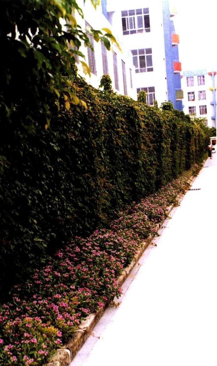 垂直绿墙cad资料下载-绿墙与鲜花给成的带状景观