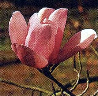 ‘查尔斯·拉菲尔’滇藏木兰