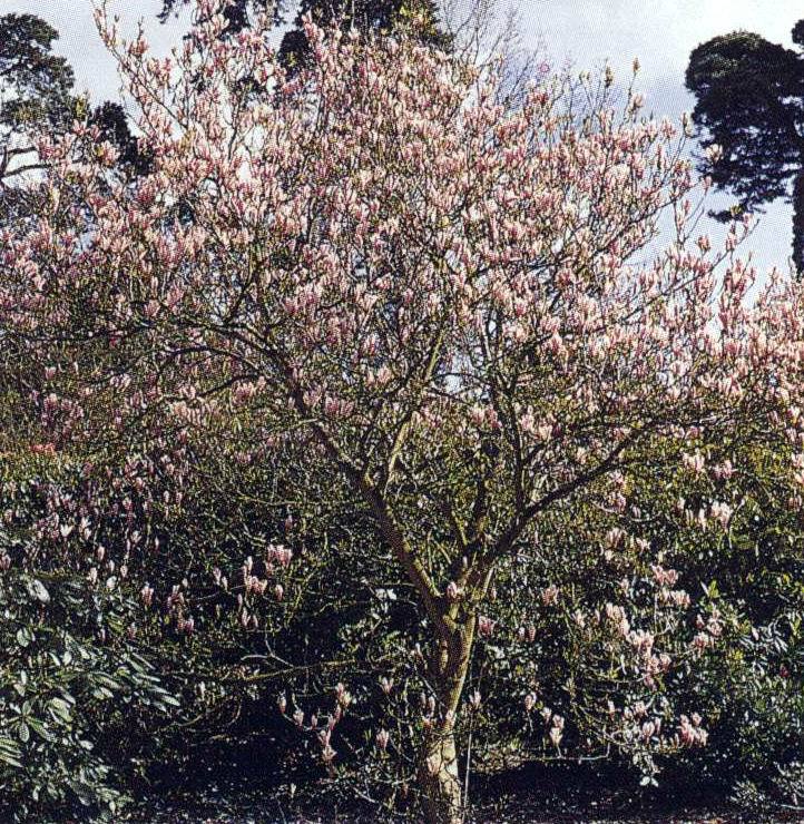 ‘芬芳’木兰