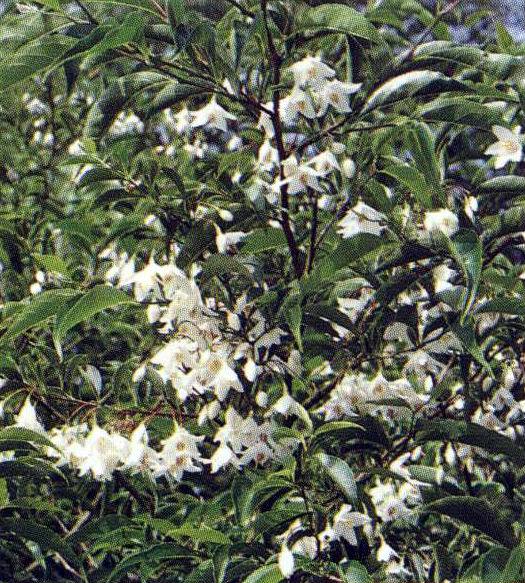 野茉莉