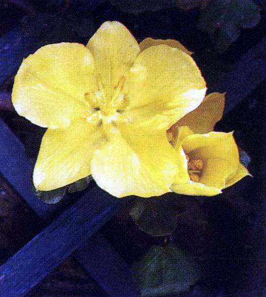 加州之光法兰绒花-景观植物案例-筑龙园林景观论坛