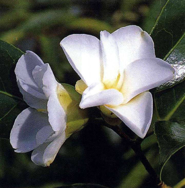 ‘白钟’山茶