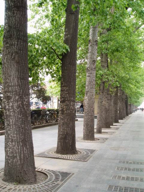 北方常见的行道树图片