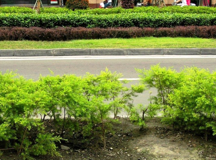 道路绿化常用植物资料下载-道路绿化