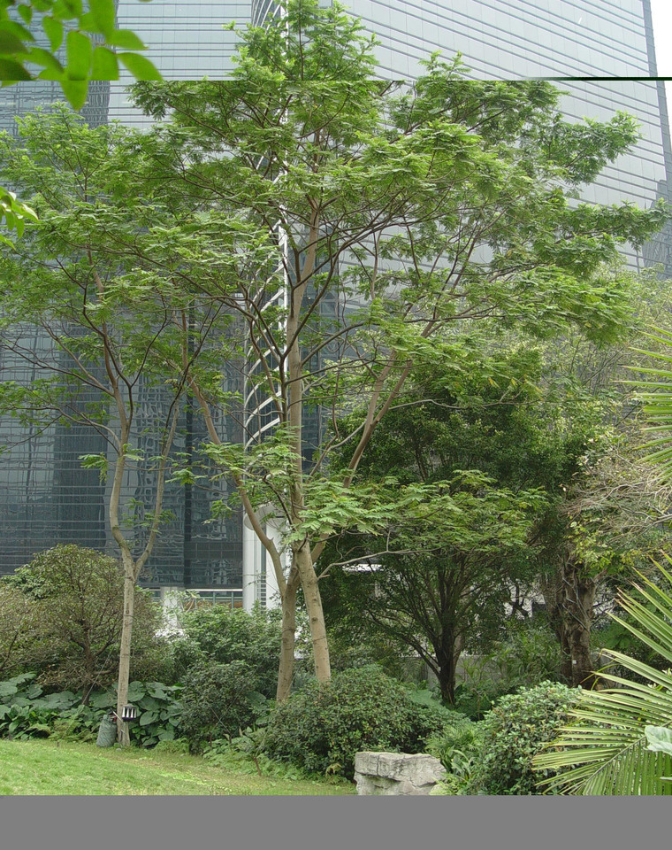 香港城市景观