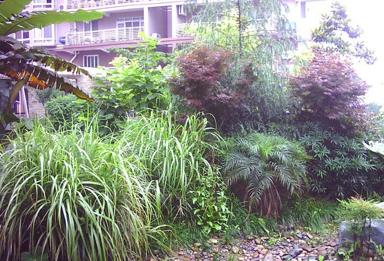 小区植物一角