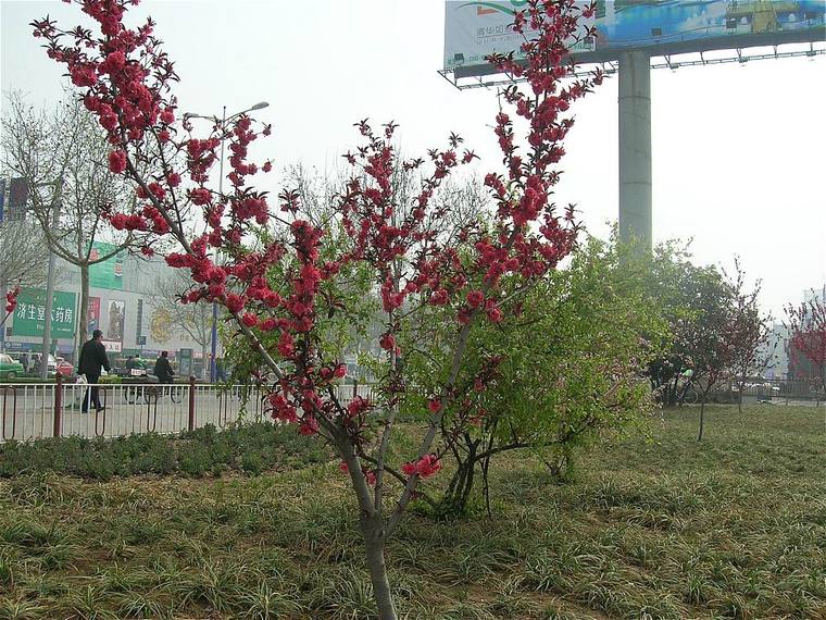 园林城市濮阳