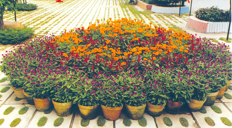 花池树池010