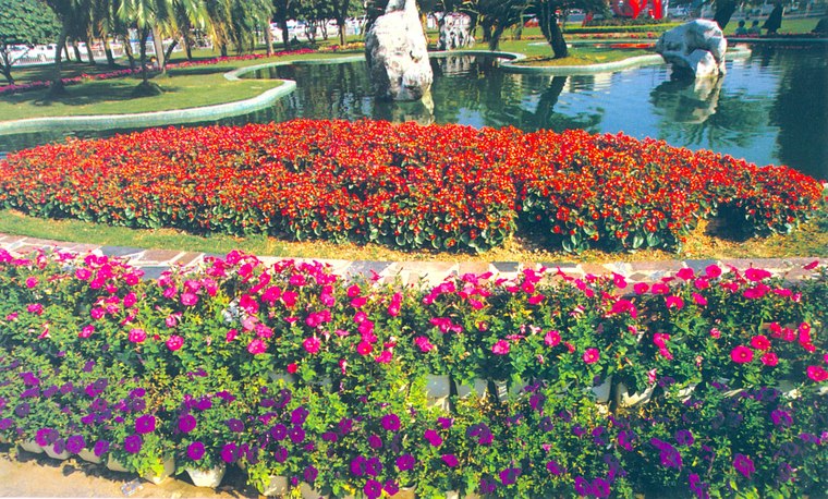 花池树池031