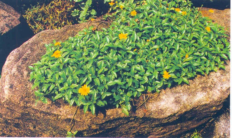 花池树池034