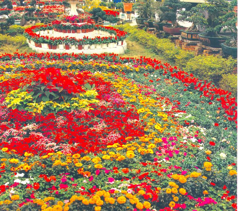 花池树池040
