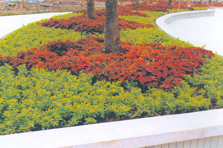 花池树池043