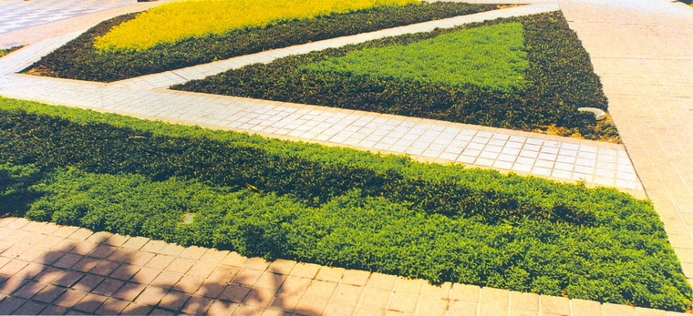 花池树池061