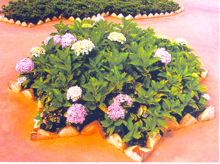 花池树池067