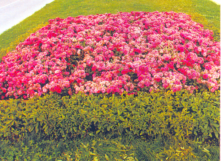 花池树池074