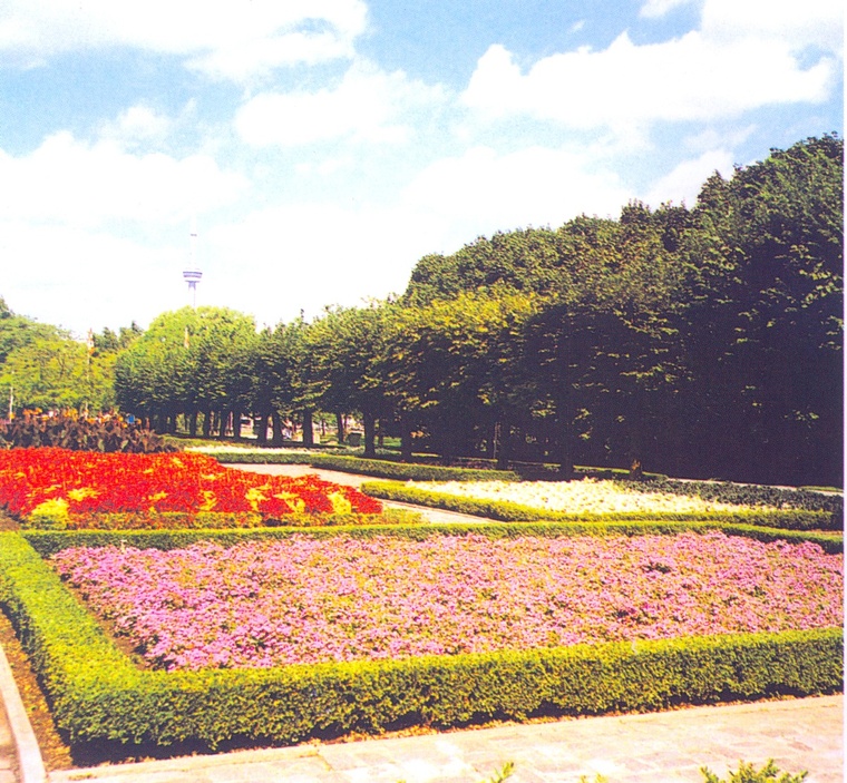花池树池076