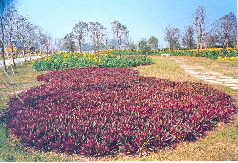 花池树池109