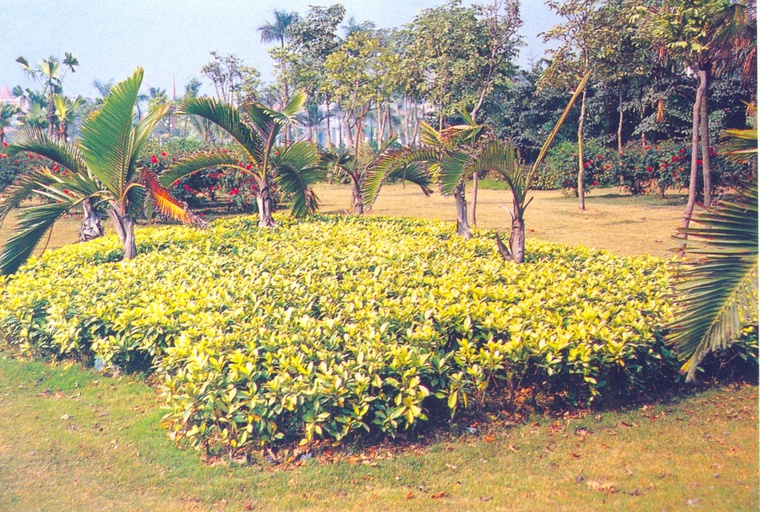 花池树池110