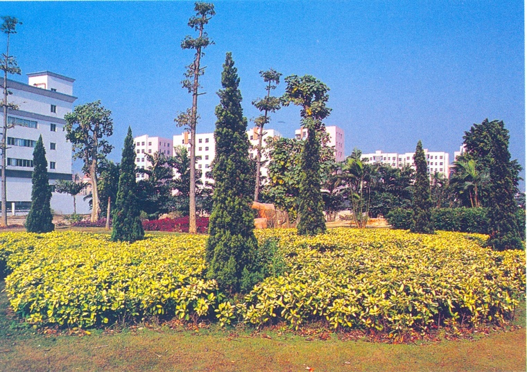 花池树池111