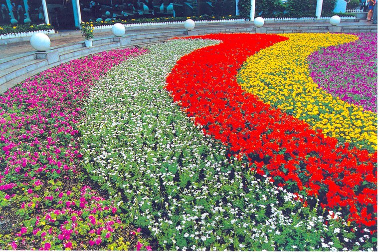 花池树池117