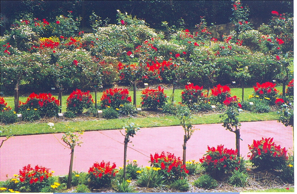 花池树池011