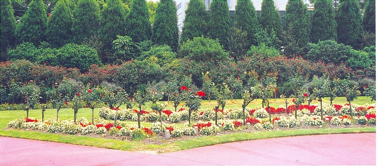 花池树池012