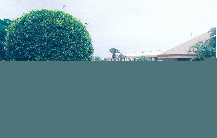 花池树池021