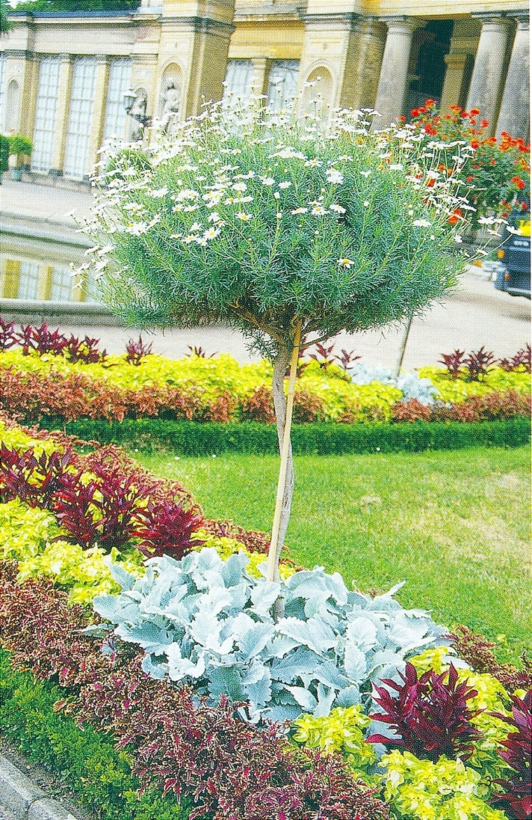 花池树池025