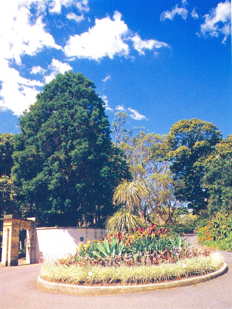 花池树池027