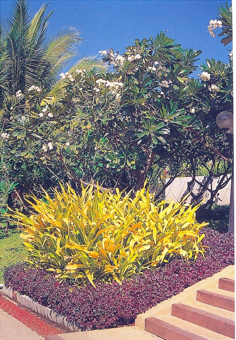 花池树池029