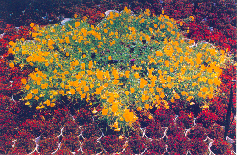 花池树池079